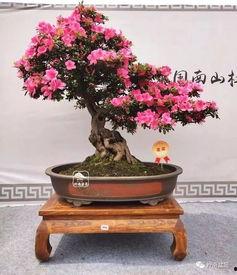 国产小品杜鹃盆景视频大全,国产小品中的艺术与生活