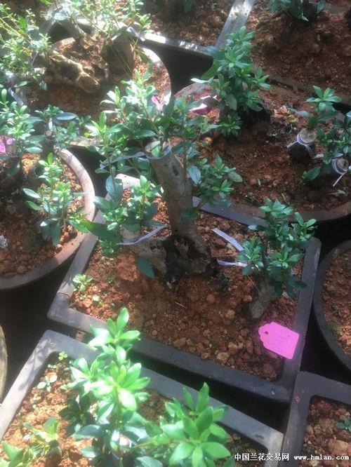 国产小品杜鹃盆景视频大全,国产小品中的艺术与生活