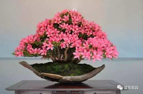 国产小品杜鹃盆景视频大全,国产小品中的艺术与生活